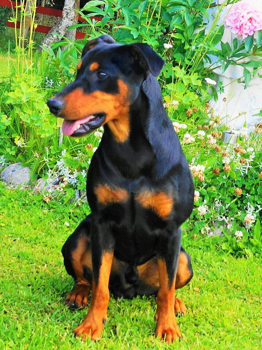 Pinscher * Xélanc Quality Quattro 1 år och 9 månader